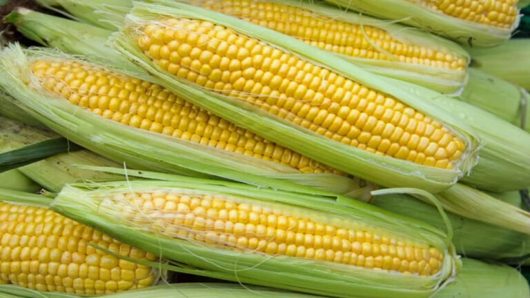 Sweet Corn : ఈ వ్యాధి ఉన్నవారు స్వీట్ కార్న్ తినొచ్చా…?
