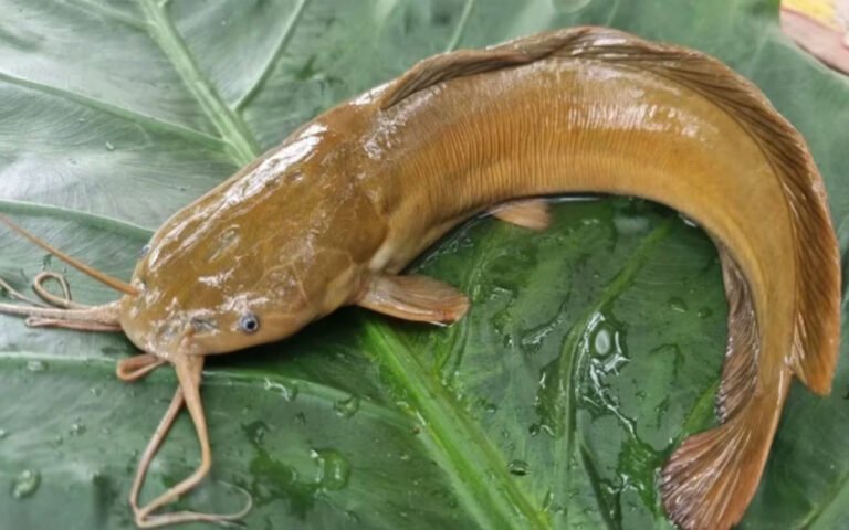 Cancer Fish : ఈ నిషేధిత చేపను తినకండి.. ఎందుకంటే ఇది క్యాన్సర్‌కు కారణమవుతుంది