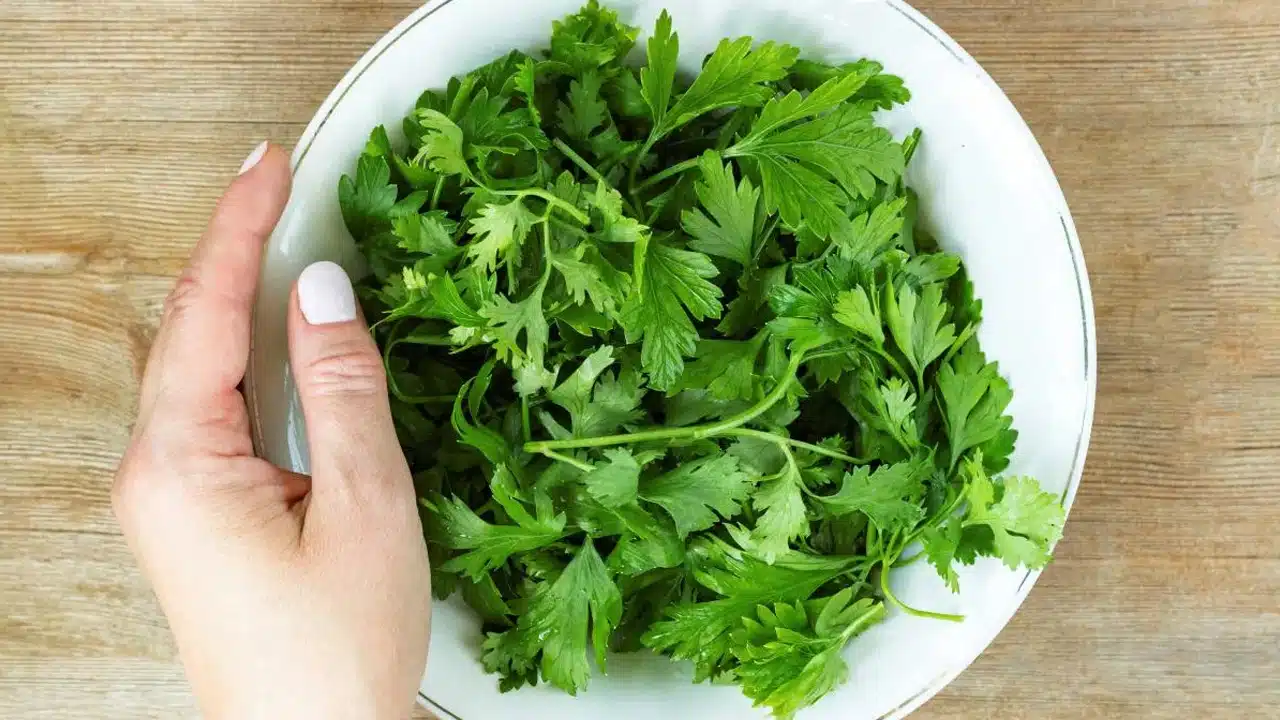 Coriander Benefits : కొత్తి మీర‌లో ఎన్ని ఔష‌ద గుణాలు ఉన్నాయో మీకు తెలుసా.. ముఖ్యంగా ఈ వ్యాధుల‌కి దివ్య ఔష‌దం