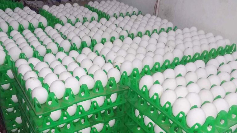 Rotten Eggs : కుళ్లిన గుడ్డుని ఎలా గుర్తించాలో మీకు తెలుసా.. ఈ ట్రిక్‌తో ఇట్టే క‌నిపెట్టొచ్చు..!