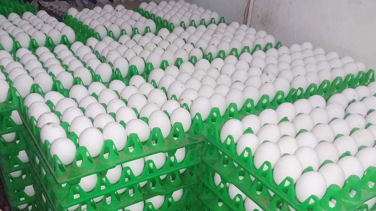 Rotten Eggs : కుళ్లిన గుడ్డుని ఎలా గుర్తించాలో మీకు తెలుసా.. ఈ ట్రిక్‌తో ఇట్టే క‌నిపెట్టొచ్చు..!