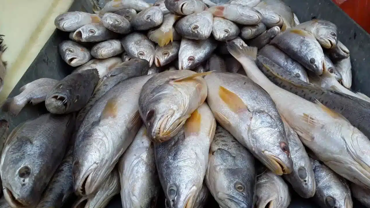 Best Fish : 4 రకాల చేపల్ని తిన్నారంటే... గుండె జబ్బుల ప్రమాదానికి చెక్కు పెట్టినట్లే...?