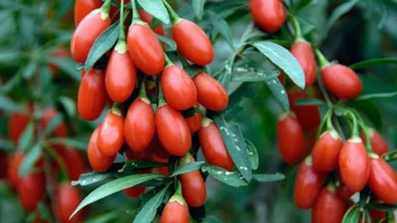 Goji Berries : గోజి బెర్రీలు ఎప్పుడైనా తిన్నారా.. ఆరోగ్య ప్రయోజనాలు తెలిస్తే దిమ్మ తిరుగుతుంది…?