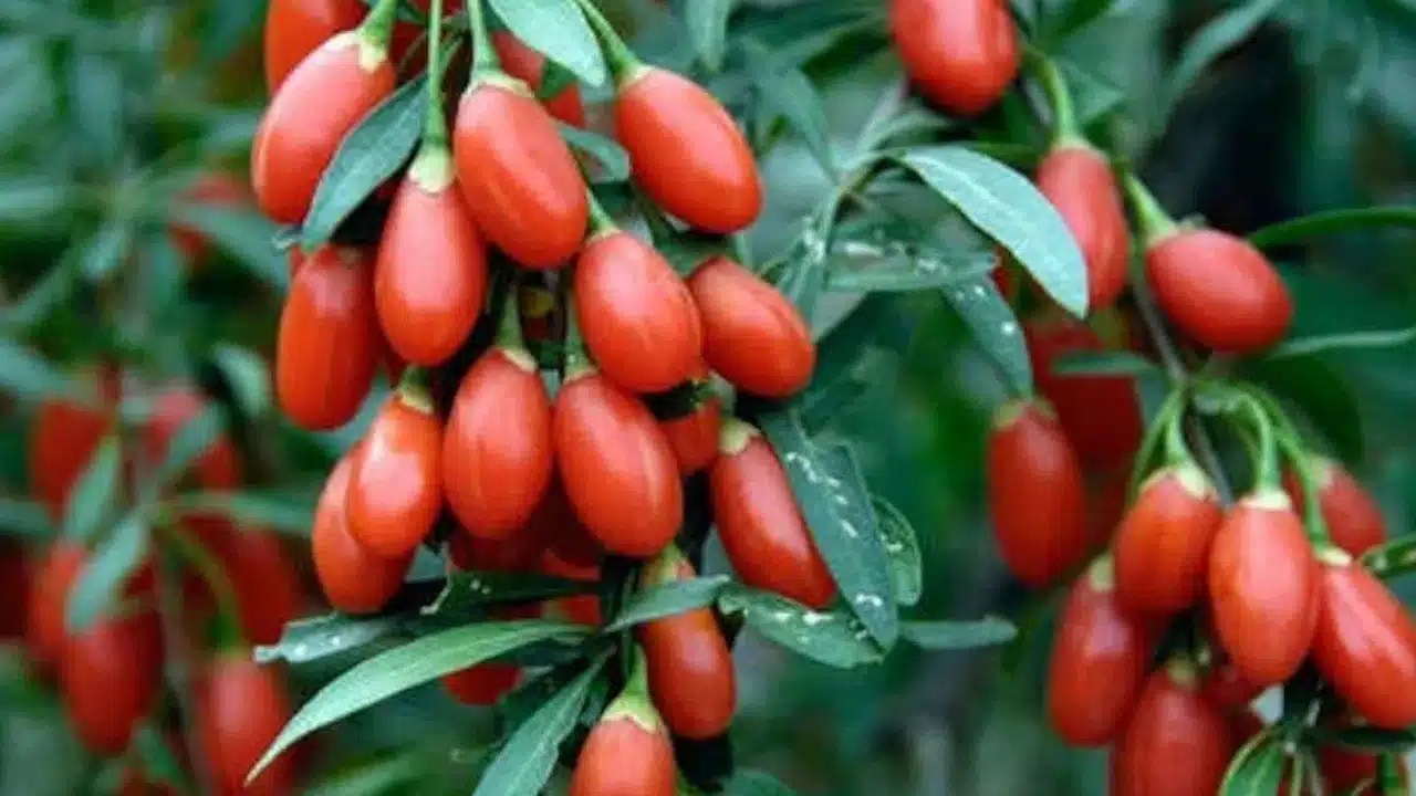 Goji Berries : గోజి బెర్రీలు ఎప్పుడైనా తిన్నారా... ఇవి చైనీస్ వారి స్నాక్స్... ఆరోగ్య ప్రయోజనాలు తెలిస్తే దిమ్మ తిరుగుతుంది...?