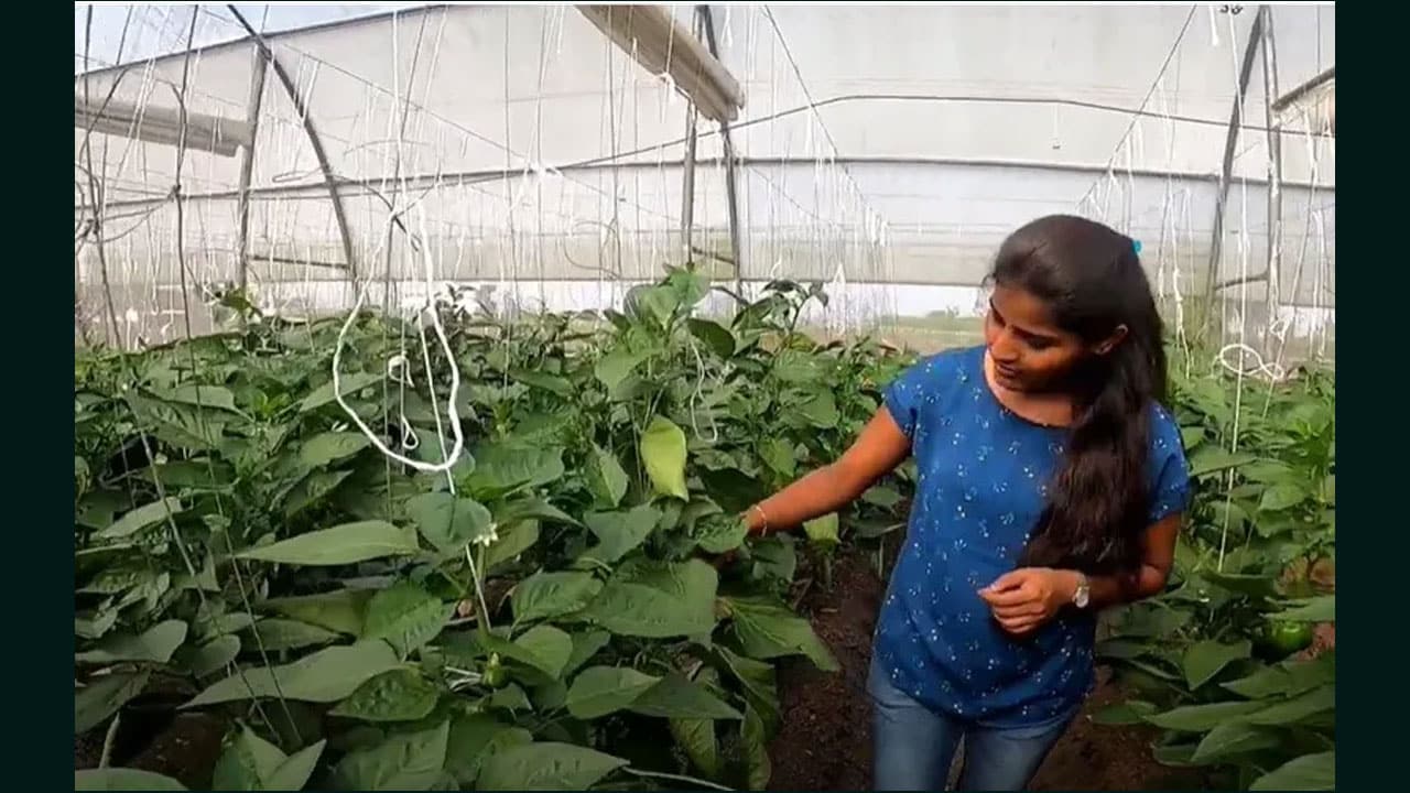 Cultivation of Capsicum : క్యాప్సికం సాగుతో ఏటా రూ.4 కోట్లు సంపాదిస్తున్న యువతి