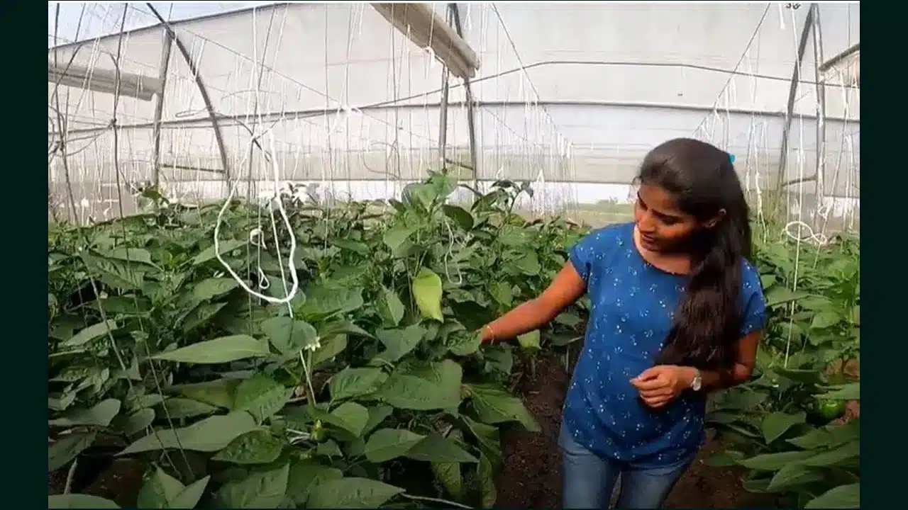 capsicum farming