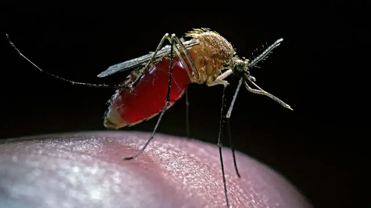 Monsoon Mosquito Lifespan : అసలు దోమలు మనుషుల రక్తాన్ని తాగకుండా... ఏప్పటివరకు బ్రతకగలుగుతాయో తెలుసా...?