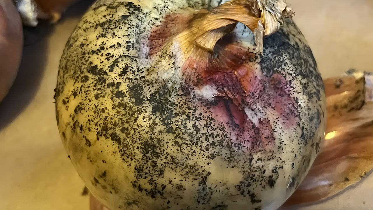 Onions Black Spots : ఉల్లిపాయలపై నల్ల మచ్చలు.. నిపుణుల హెచ్చరిక..ఈ విష‌యంలో శ్రద్ధగా ఉండాలి..!