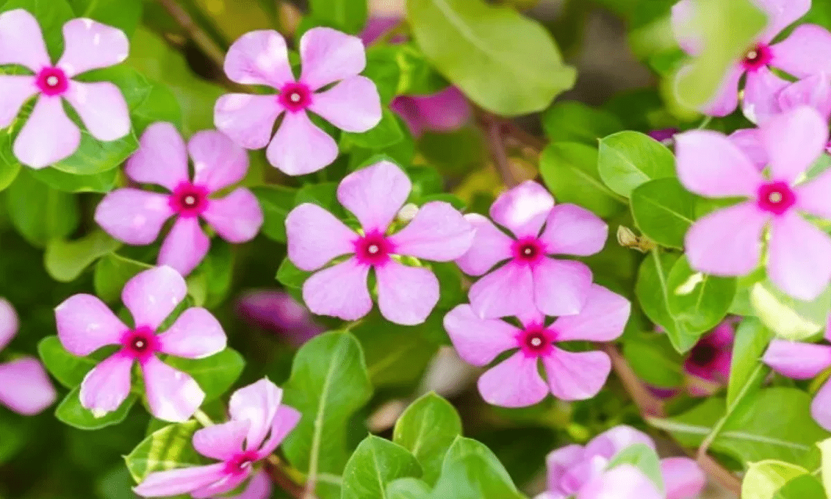  Sadabahar Wild Plant : ఈ మొక్కలో ఉన్న ఔషధ గుణాలు తెలిస్తే మీరు షాక్ అవుతారు… శరీరం ఉక్కులా మారుతుంది…?