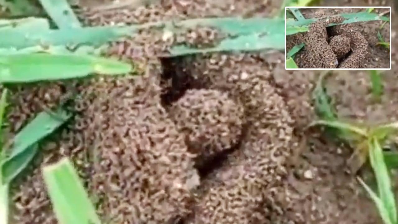 Viral Video : రాజన్న సిరిసిల్ల లో అరుదైన దృశ్యం.. శివలింగం ఆకారంలో చీమల పుట్ట..!