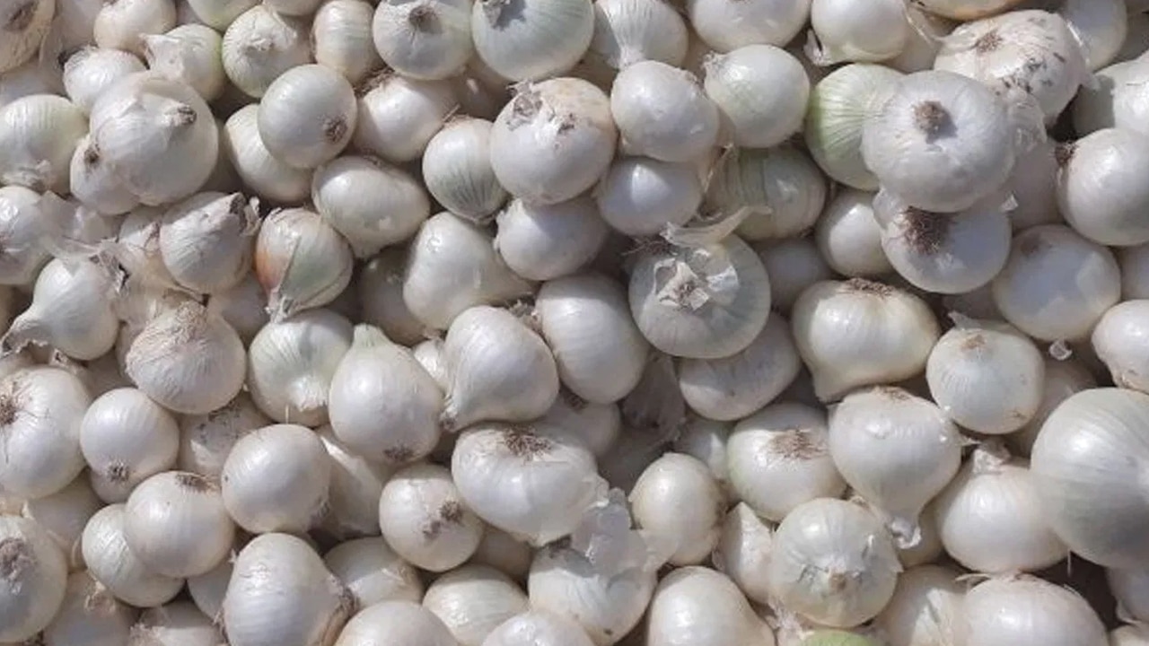 White Onion : మీ కొలెస్ట్రాలను సర్ఫ్ వేసి కడిగినట్లుగా శుభ్రం చేసే అద్భుతమైన ఆహారం… ఏంటది..?