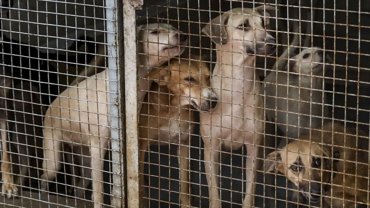 Street Dogs | వీధి కుక్కలపై సుప్రీం కోర్టు కీలక తీర్పు..జంతు ప్రేమికులకు ఊరట