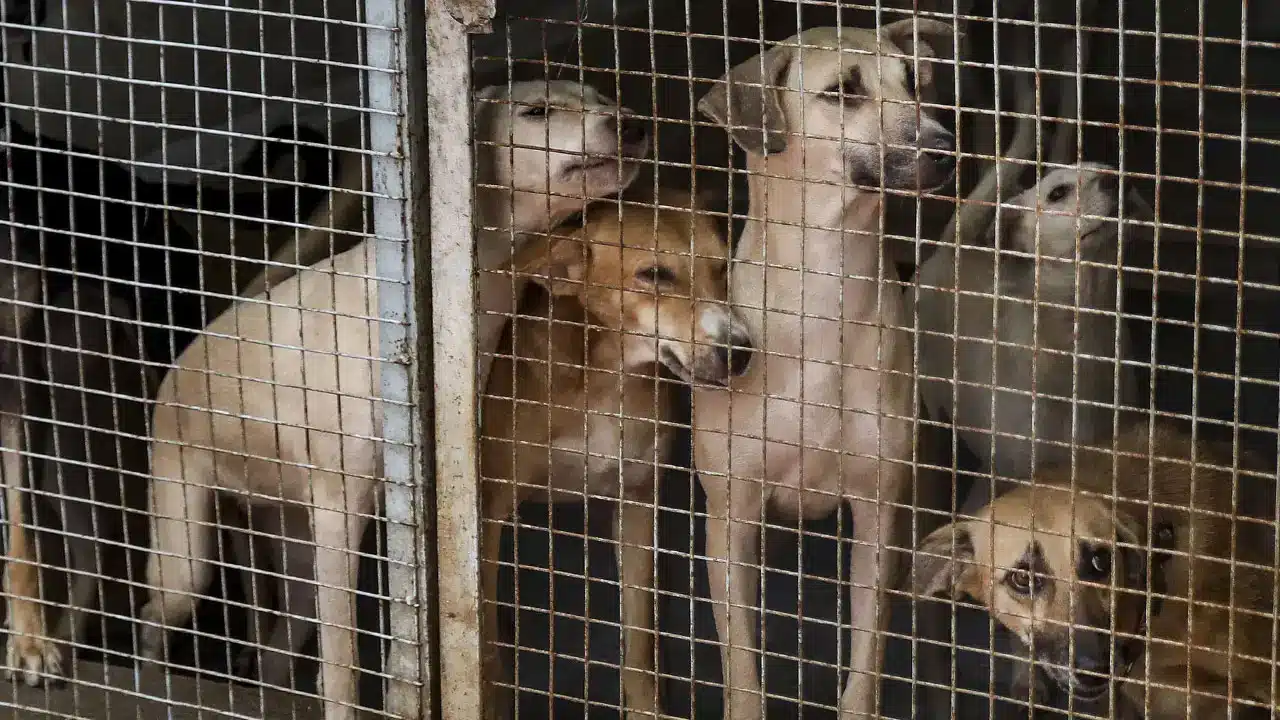 Street Dogs | వీధి కుక్కలపై సుప్రీం కోర్టు కీలక తీర్పు..జంతు ప్రేమికులకు ఊరట