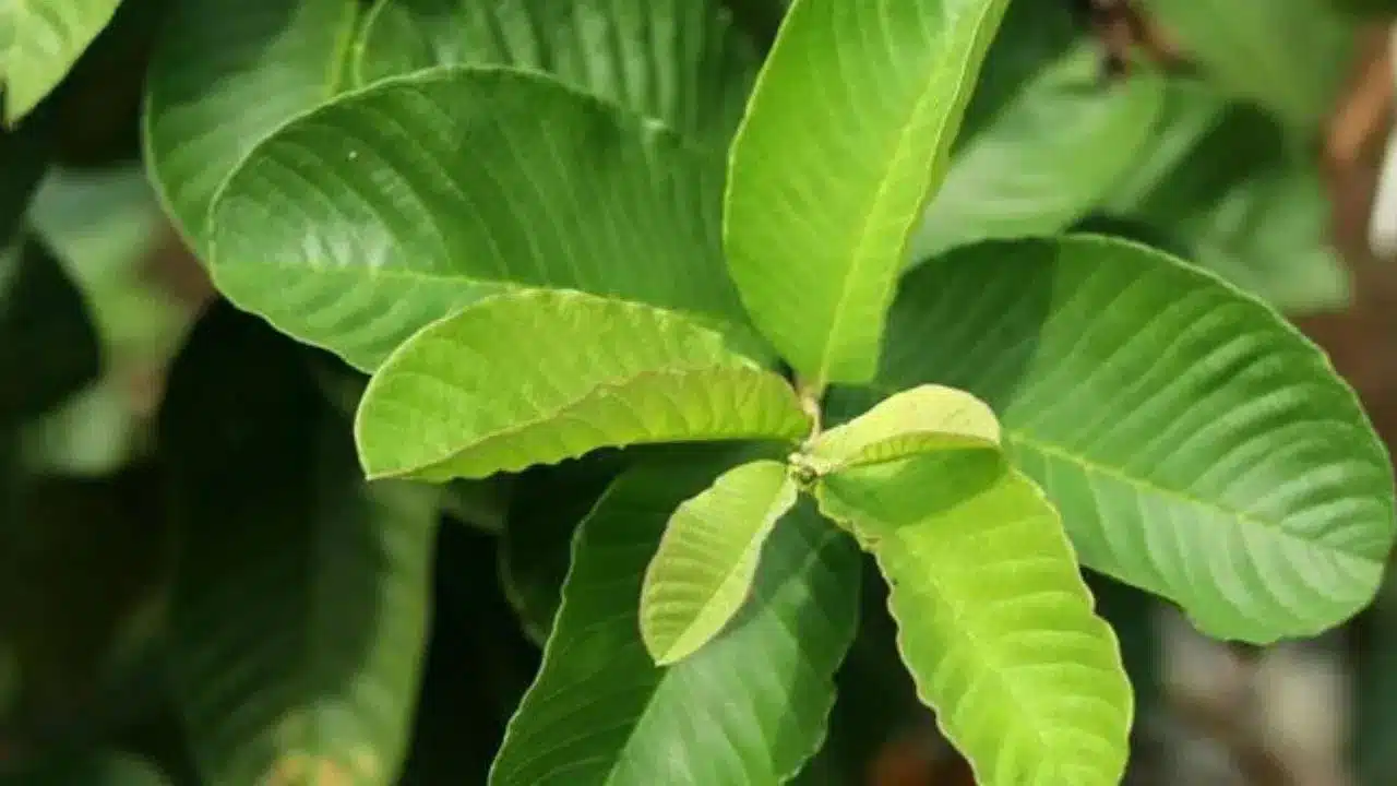 Guava leaves | జామ ఆకుల వ‌ల‌న ఎన్ని ఉప‌యోగాలు ఉన్నాయో తెలుసా.. వింటే అవాక్క‌వుతారు!