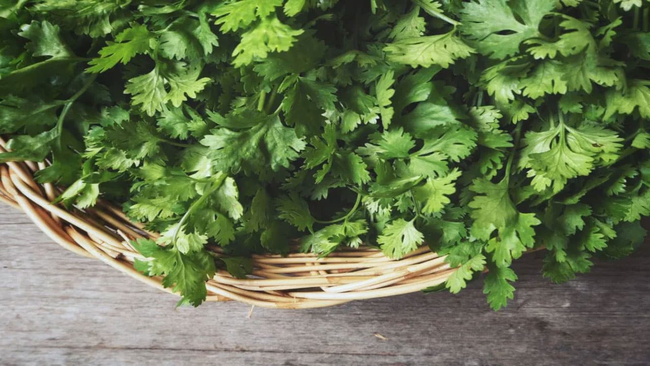 Coriander leaves |  కొత్తి మీరని ఆహారంలో చేర్చుకుంటే ఎన్నో లాభాలు తెలుసా?