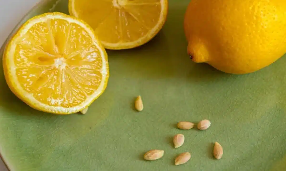 Lemon Seeds : మీరు ఎప్పుడైనా నిమ్మకాయ గింజల్ని తిన్నారా... తింటే ఏమవుతుందో తెలుసా...?