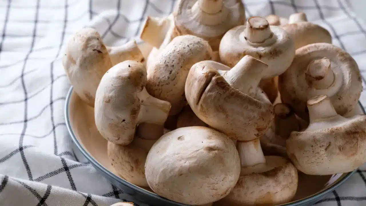 Mushrooms | పుట్టగొడుగుతో ఉప‌యోగాలు ఎన్నో.. ఇది ఆరోగ్యానికి పోషకాల గని