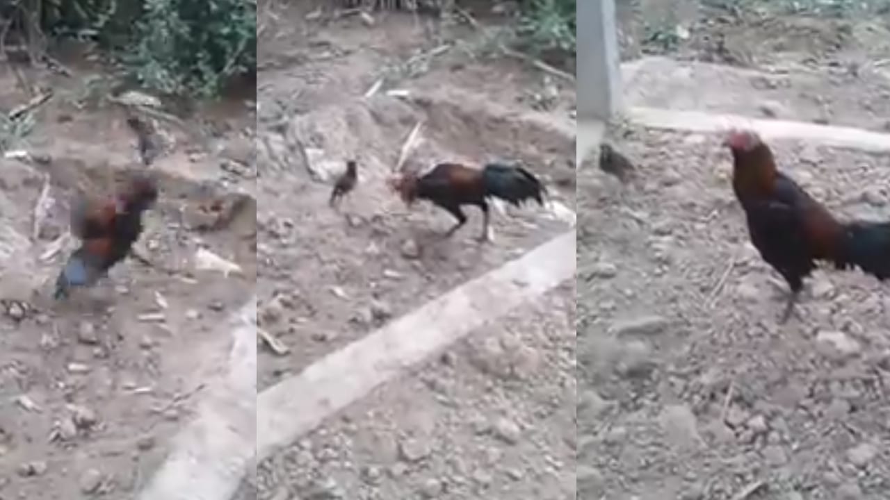 Viral Video : కోడితో పిట్ట కొట్లాట.. ఈ పందెంలో ఎవరు గెలిచారో చూడండి..!