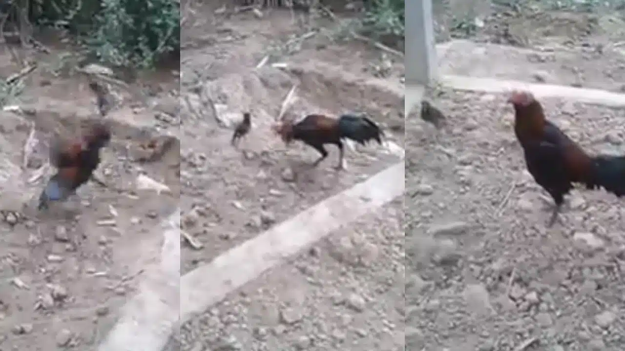 Viral Video : కోడితో పిట్ట కొట్లాట.. ఈ పందెంలో ఎవరు గెలిచారో చూడండి..!