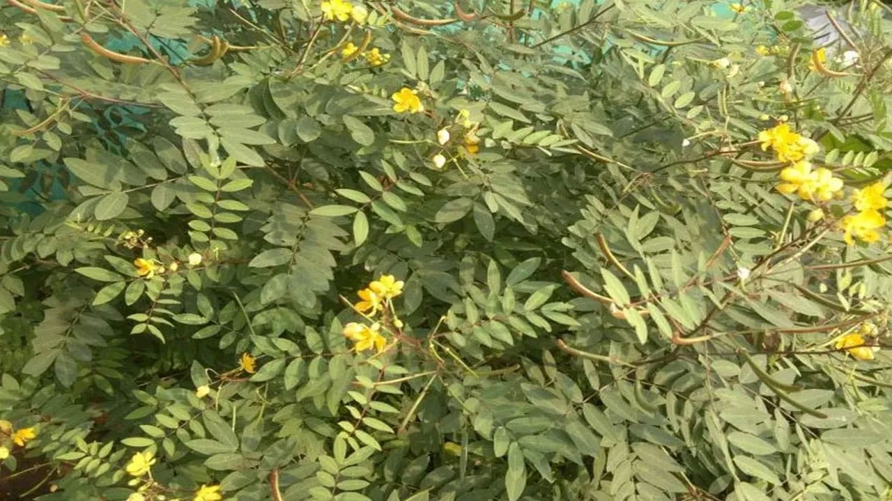 Kasivinda Plant | సీజ‌న‌ల్ ఈ వ్యాధుల‌కి చెక్ పెట్ట‌నున్న చెన్నంగి.. ఇది ఆరోగ్యానికి అమూల్యమైన ఔషధం
