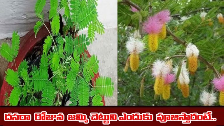 Jammi Plant | దసరా రోజున జమ్మి చెట్టు పూజకు ప్రాముఖ్యత ఏంటో మీకెవ‌రికైన తెలుసా?