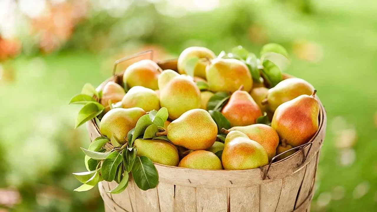 Pears Fruit | వర్షాకాలంలో ఈ పండుకు ప్ర‌త్యేక స్థానం .. పియర్ పండు ప్రయోజనాలు