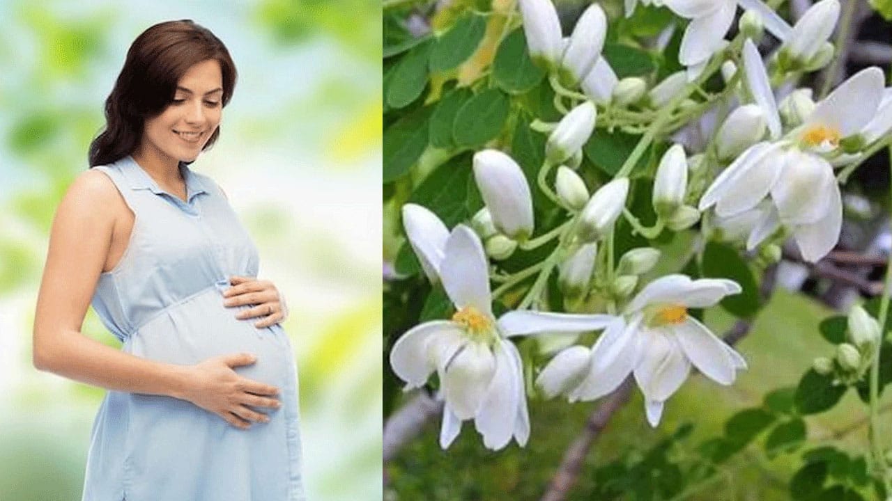 Health Tips |  గర్భధారణ సమయంలో మునగ పువ్వులతో చాలా ఉప‌యోగం.. తల్లి-శిశువుకూ ఆరోగ్య రక్షణ
