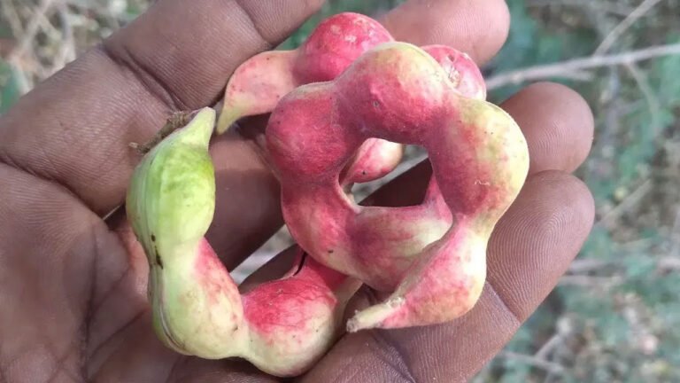 Manila tamarind | సీమ చింతకాయ ఆరోగ్యానికి వరం.. ఇందులోని ఔషధ గుణాలు తెలుసుకుంటే ఆశ్చర్యపోతారు!