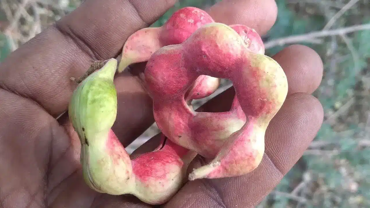 Manila tamarind | సీమ చింతకాయ ఆరోగ్యానికి వరం.. ఇందులోని ఔషధ గుణాలు తెలుసుకుంటే ఆశ్చర్యపోతారు!