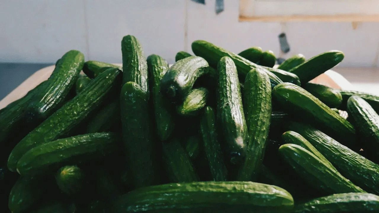 Cucumber health benefits | కీర దోస తినడం వల్ల కలిగే ఆరోగ్య ప్రయోజనాలు .. మధుమేహం ఉన్నవారికి ఎంతో మేలు
