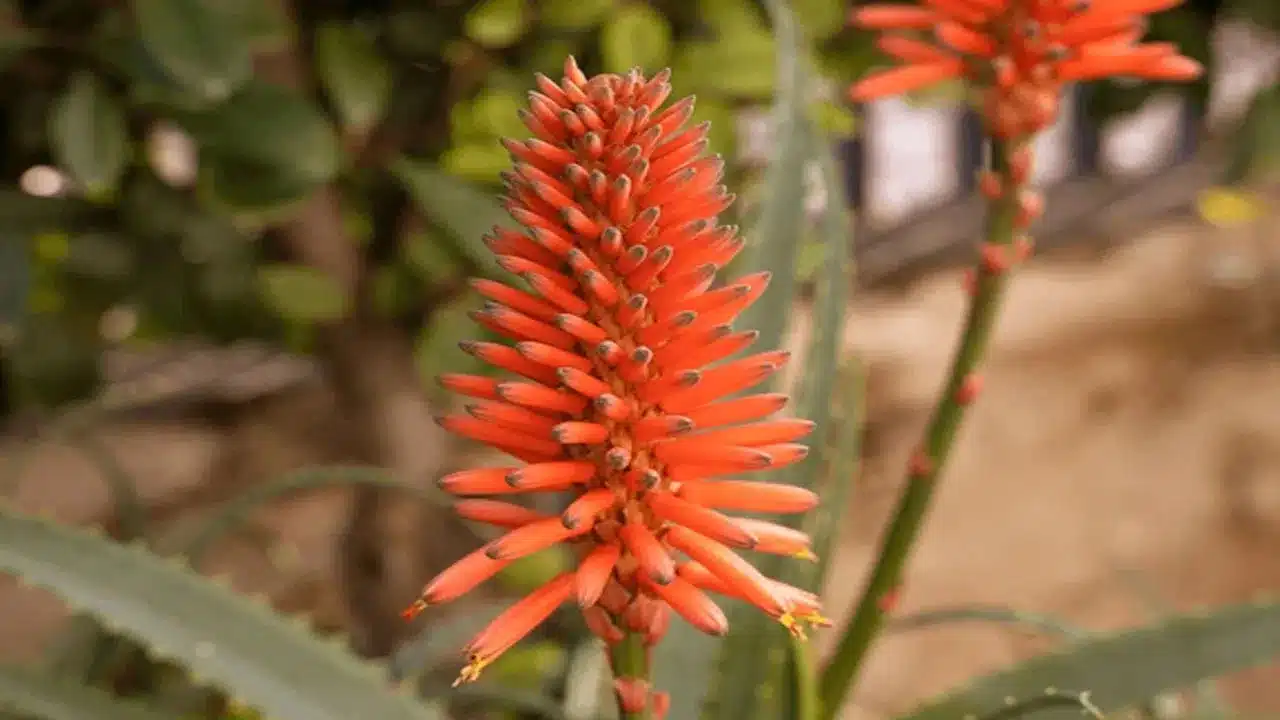 Aloevera flower | కలబంద పువ్వు ఎంత శ్రేయ‌స్క‌రం.. ఆర్థిక సమస్యలు తగ్గిపోవడంలో కూడా సాయ‌ప‌డుతుందా?