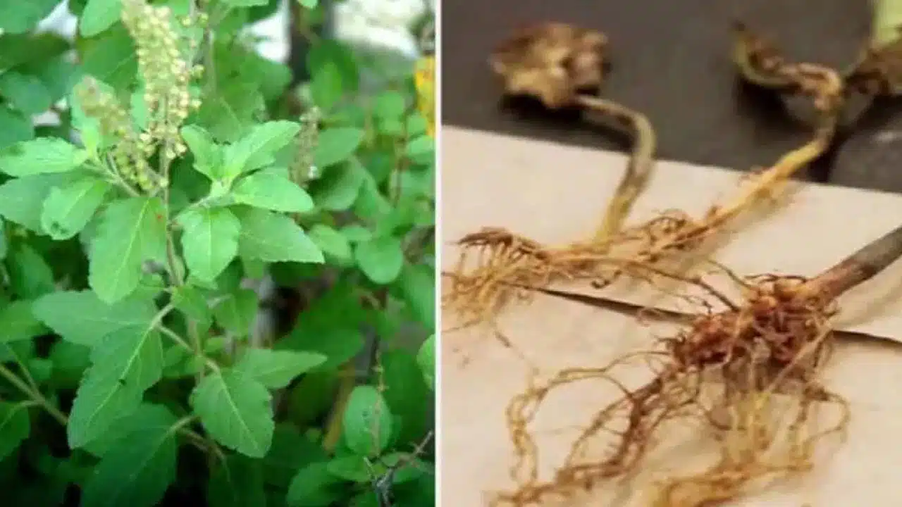 Tulsi Root | తులసి వేరు కషాయం ఎన్నో వ్యాధులకు దివ్యౌషధం..ఈ విష‌యం మీకు తెలుసా?
