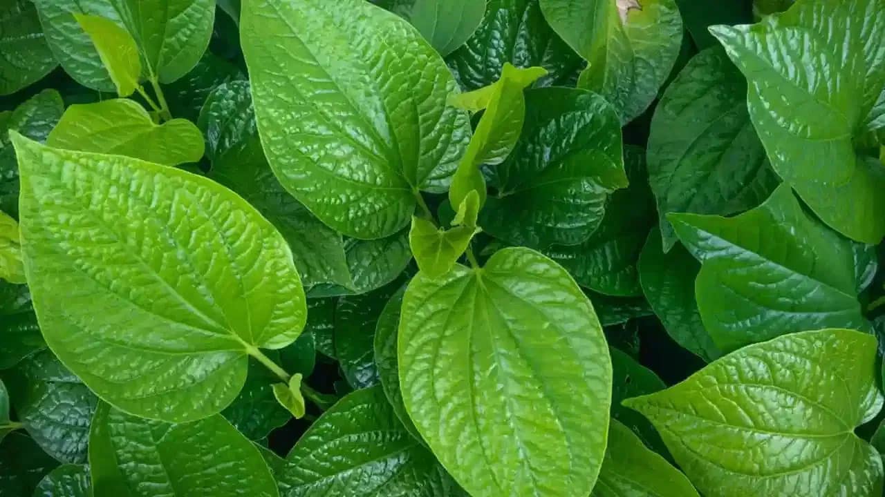 Betel leaf | ఆరోగ్యానికి వ‌రం.. ఒక్క ఆకు ప‌రిగ‌డ‌పున తింటే ఎన్నో లాభాలు