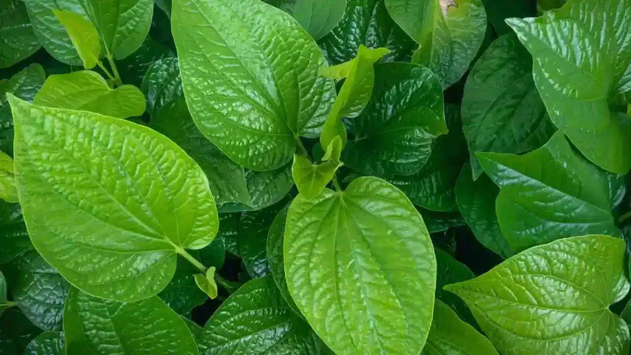 Betel leaf | ఆరోగ్యానికి వ‌రం.. ఒక్క ఆకు ప‌రిగ‌డ‌పున తింటే ఎన్నో లాభాలు