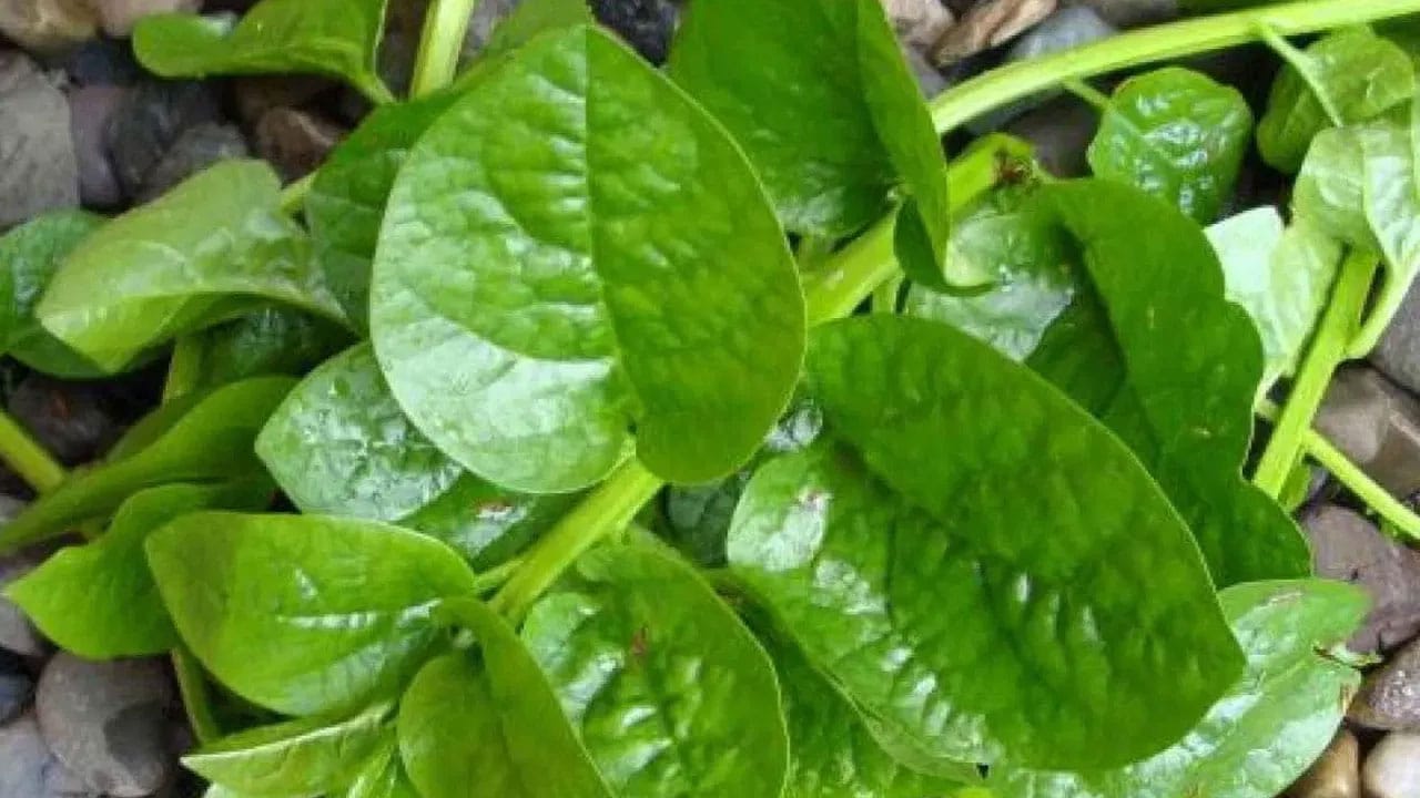 Health Tips  | బచ్చలికూర ఆరోగ్య రహస్యాలు.. ప్రతి ఇంట్లో ఉండాల్సిన ఆయుర్వేద ఔషధం లాంటి ఆకుకూర