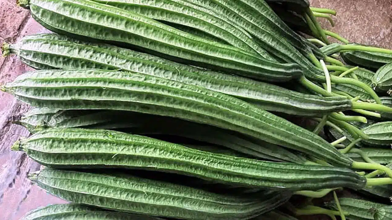 Ridge Gourd Benefits | బీరకాయ తినటంలో ఆరోగ్య రహస్యాలు.. ఫైబర్ నుంచి లివర్ డిటాక్స్ వరకు లాభాలే లాభాలు