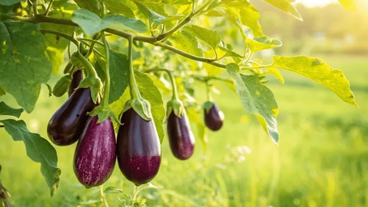 Brinjal | ఆరోగ్యానికి వరంగా వంకాయ..గుండె, మధుమేహం, క్యాన్సర్ రోగులకి అనేక లాభాలు