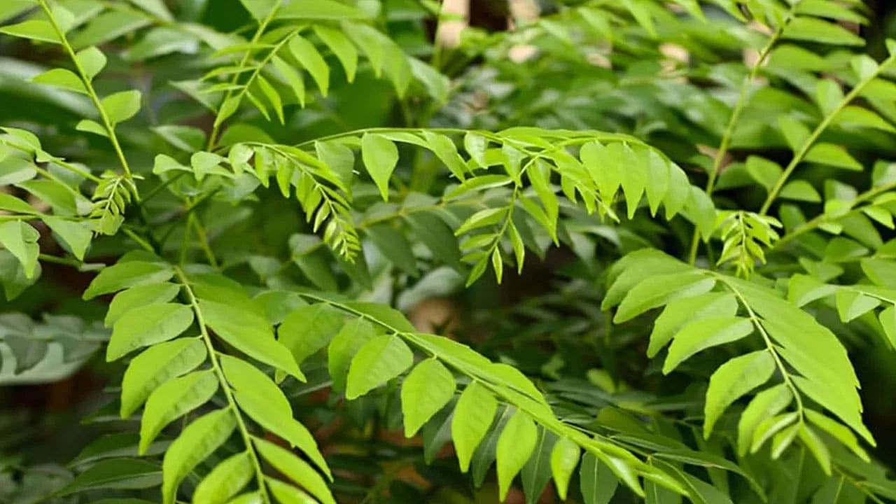 Curry Leaves | ఈ ఆకుతో డ‌యాబెటిస్ హుష్ కాక్.. కరివేపాకులో ఇన్ని వైద్య గుణాలు దాగున్నాయా..!