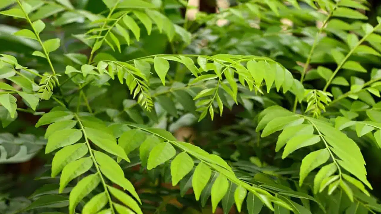 Curry Leaves | ఈ ఆకుతో డ‌యాబెటిస్ హుష్ కాక్.. కరివేపాకులో ఇన్ని వైద్య గుణాలు దాగున్నాయా..!