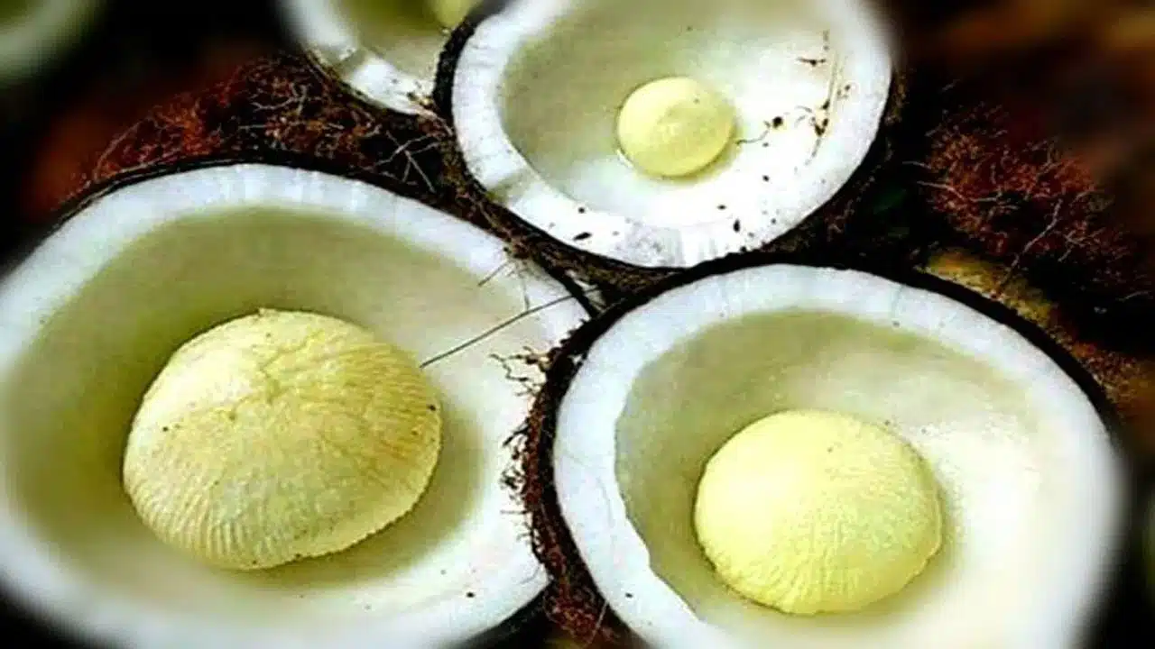 Coconut flower | కొబ్బరి పువ్వు ఆరోగ్యానికి అమూల్యమైన వరం.. నిపుణుల అభిప్రాయంఏంటేంటే..!