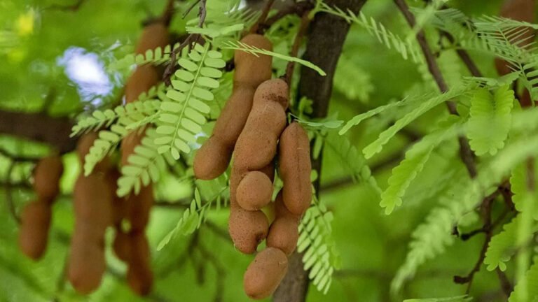 Tamarind Leaf Benefits | ఆరోగ్యానికి చింత ఆకుల మేలు.. రుచి మాత్రమే కాదు,ఔషధ గుణాలు అపారం !