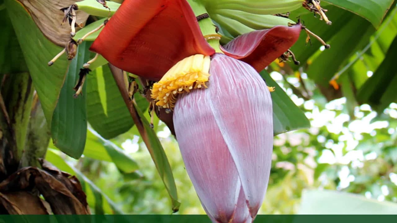 Benefits of banana | అరటి పువ్వుతో అన్ని ఉప‌యోగాలు ఉన్నాయా.. అవేంటో తెలిస్తే అస్స‌లు వ‌దిలిపెట్ట‌రు..!