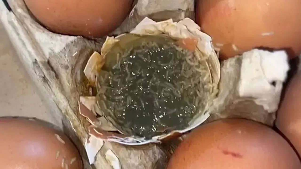 EGG | గుడ్లను స్టోర్ చేయడంలో మీరు చేస్తున్న తప్పులు.. పాడైపోయిన గుడ్లను ఇలా గుర్తించండి