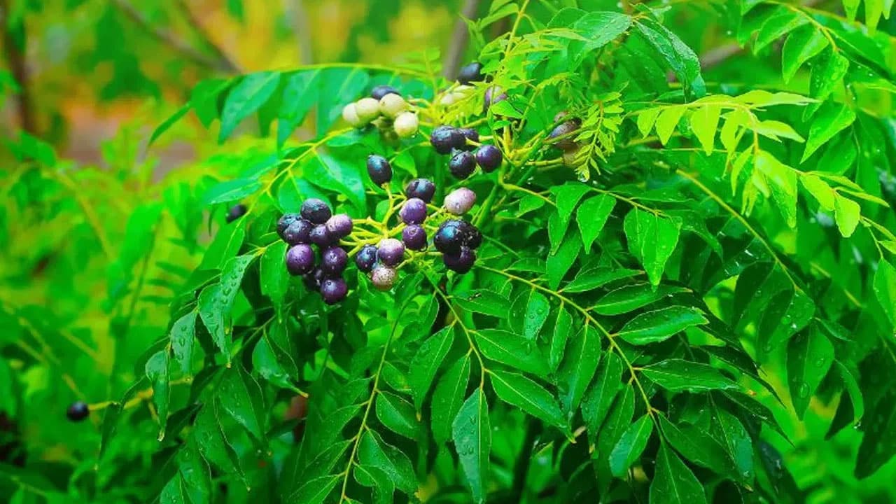Curry Leaf Plant| కరివేపాకు మొక్కని పెంచుకునే విషయంలో ఈ త‌ప్పులు చేస్తే స‌మ‌స్య‌లు తప్పవు..!