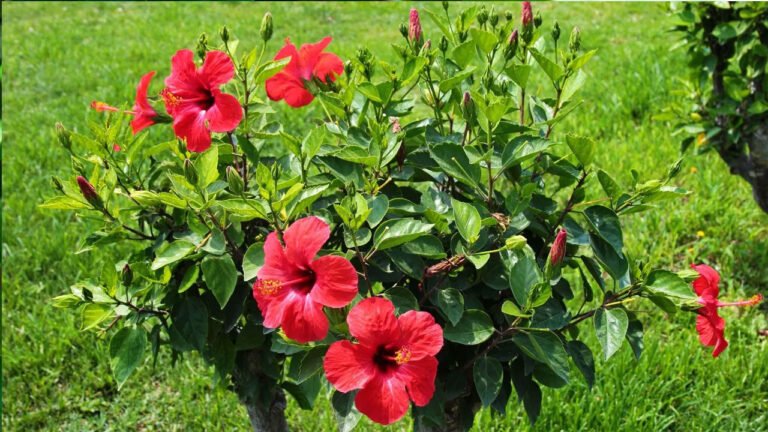 Hibiscus Plant Vastu Tips | ఇంట్లో మందార మొక్క ఉండాలి అంటున్న వాస్తు శాస్త్రం..లక్ష్మీ దీవెనలతో పాటు ఆర్థిక శుభఫలితాలు!