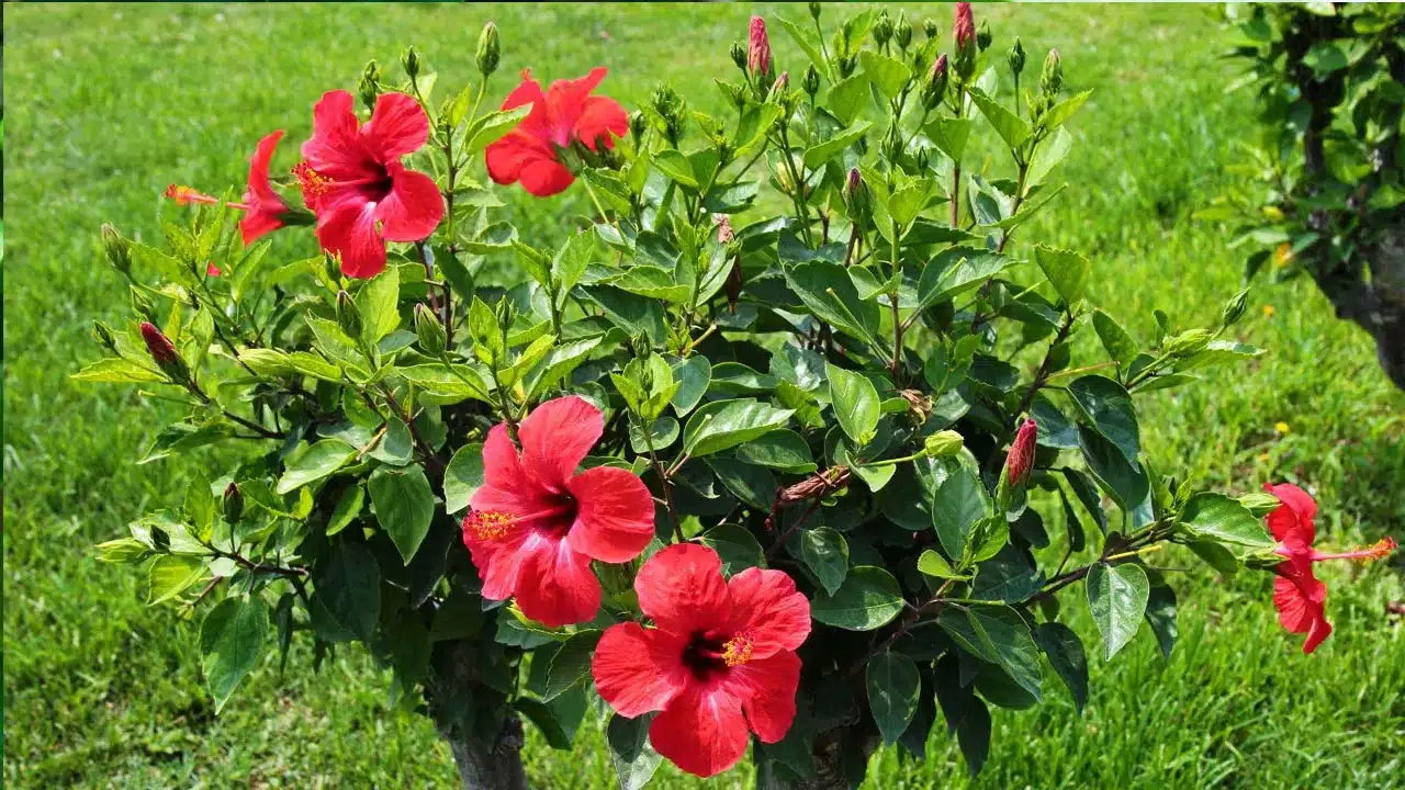 Hibiscus Plant Vastu Tips | ఇంట్లో మందార మొక్క ఉండాలి అంటున్న వాస్తు శాస్త్రం..లక్ష్మీ దీవెనలతో పాటు ఆర్థిక శుభఫలితాలు!