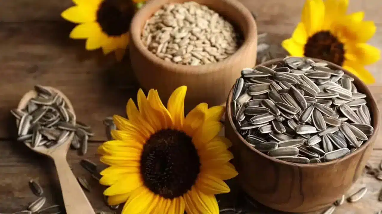 Sunflower Seeds | పొద్దు తిరుగుడు విత్తనాలు ఆరోగ్యానికి అద్భుతమైన వరం .. కొలెస్ట్రాల్‌ని త‌రిమికొట్టేస్తుంది..!