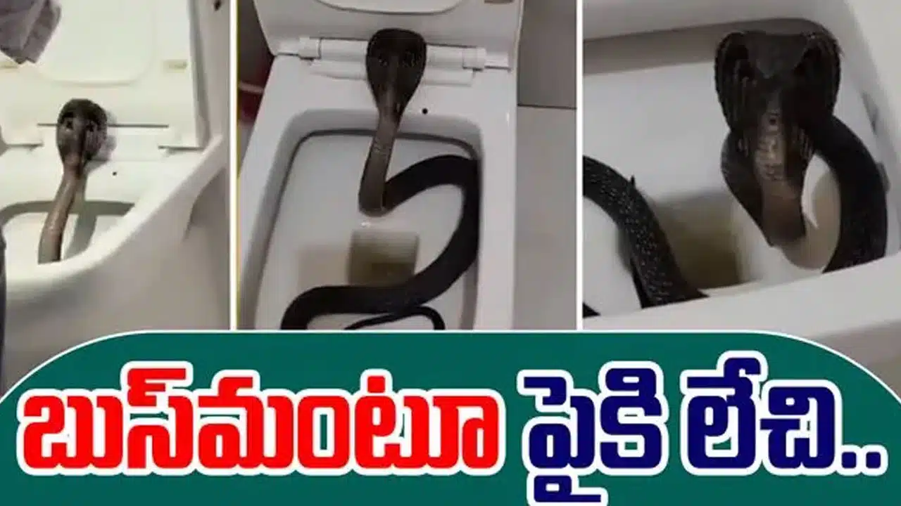 Black Snake | టాయిలెట్ కమోడ్‌లో త్రాచుపాము .. బుస‌లు కొట్ట‌డంతో ప‌రుగో ప‌రుగు