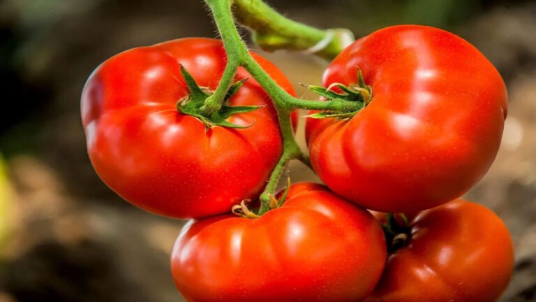 Tomato | టమాటాలు అతిగా తీసుకుంటే అన‌ర్ధాలే.. కొన్ని జాగ్ర‌త్త‌లు త‌ప్ప‌వు..!
