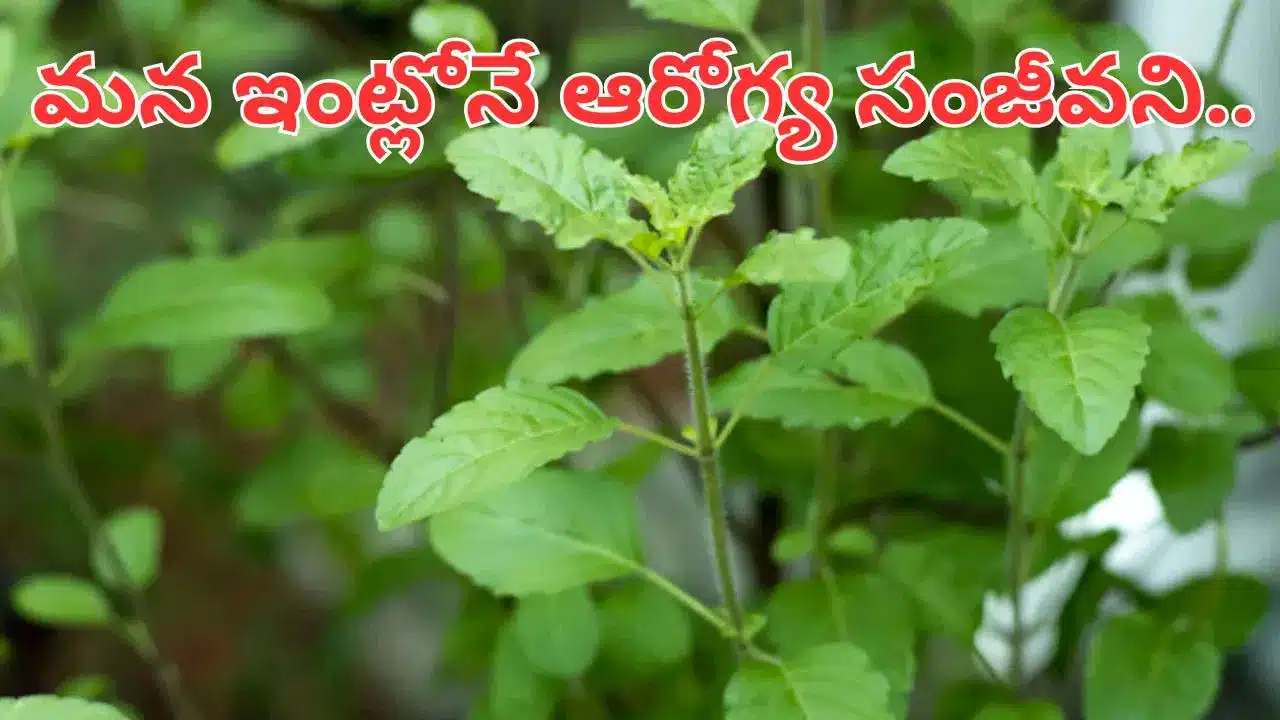 Tulasi Kashayam | తులసి కషాయం ఆరోగ్యానికి అమృతం లాంటిది .. వర్షాకాలంలో రోగనిరోధకత పెంచే పానీయం
